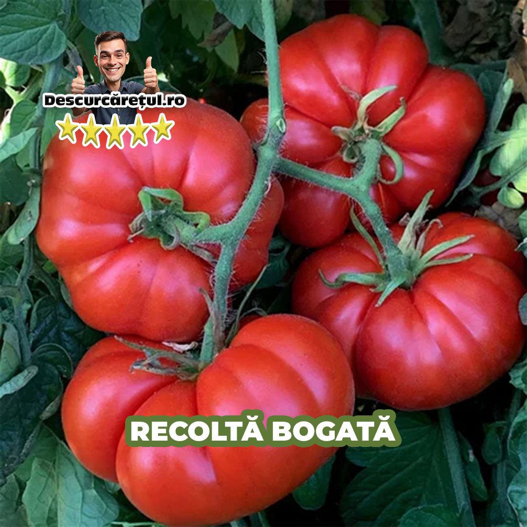 Tomato Grow- Rosii Mari si Delicioase 😋