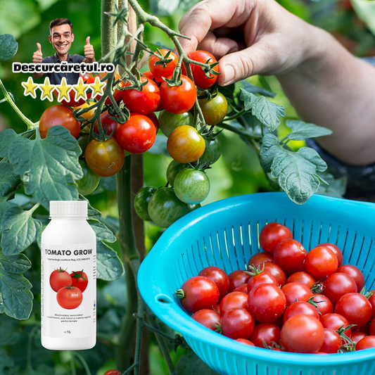 Tomato Grow- Rosii Mari si Delicioase 😋